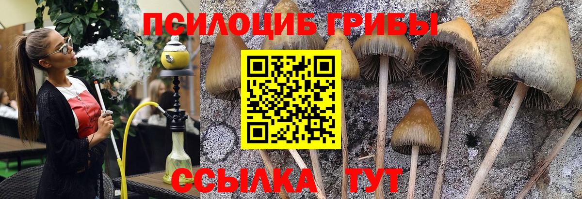 Галлюциногенные грибы Psilocybe Пугачёв