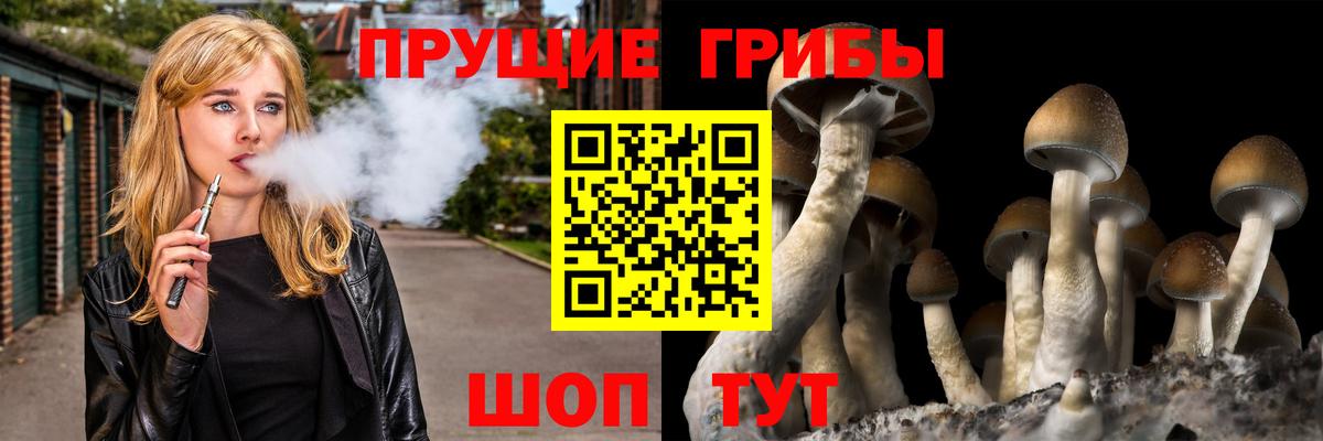 Пугачёв  Галлюциногенные грибы Psilocybine cubensis  Вход с VPN 